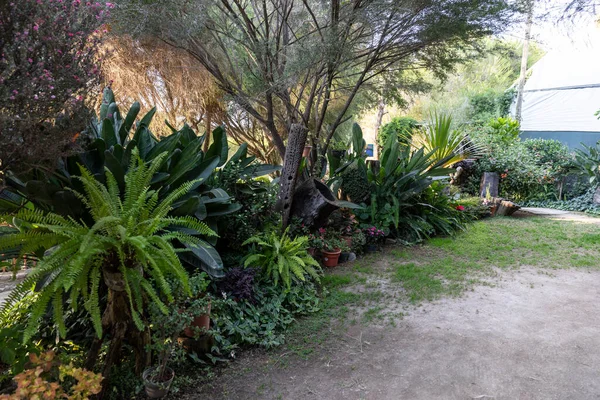 Invernadero Lleno Plantas Verdes Casa Cultivo Plantas Verduras Decorativas —  Fotos de Stock