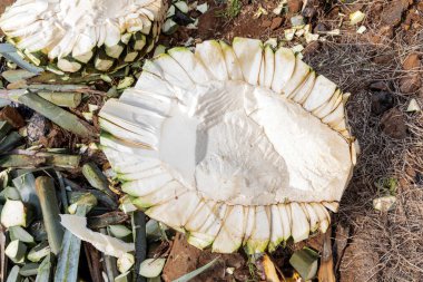 Agave ananasları mezcal veya tekila üretimi için hazır, Meksika. 