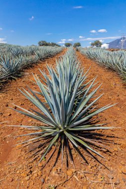 Tekila üretmek için agave bitkilerinin manzarası. Meksika.