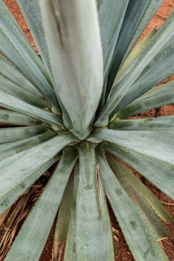 Tekila üretmek için agave bitkilerinin manzarası. Meksika.