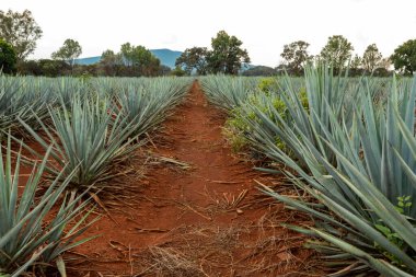 Tekila üretmek için agave bitkilerinin manzarası. Meksika.
