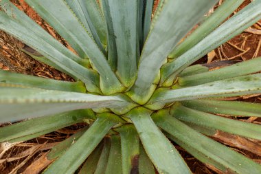 Tekila üretmek için agave bitkilerinin manzarası. Meksika.