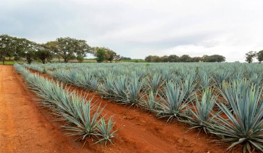 Tekila üretmek için agave bitkilerinin manzarası. Meksika.
