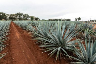 Tekila üretmek için agave bitkilerinin manzarası. Meksika.