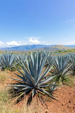 Tekila üretmek için agave bitkilerinin manzarası. Meksika.