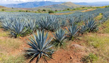 Tekila üretmek için agave bitkilerinin manzarası. Meksika.