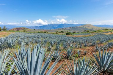 Tekila üretmek için agave bitkilerinin manzarası. Meksika.