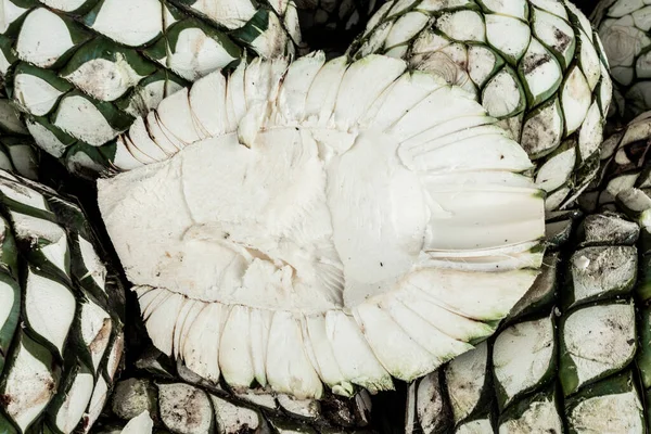 Ananas Agave Pronti Produzione Mezcal Tequila Messico — Foto Stock