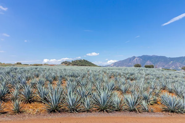 Tájkép Agávé Növények Előállítására Tequila Mexikó — Stock Fotó