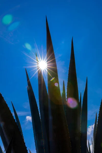 Paisaje Plantas Agave Para Producir Tequila México — Foto de Stock