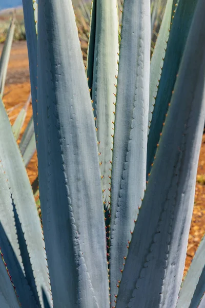 Paesaggio Piante Agave Produrre Tequila Messico — Foto Stock