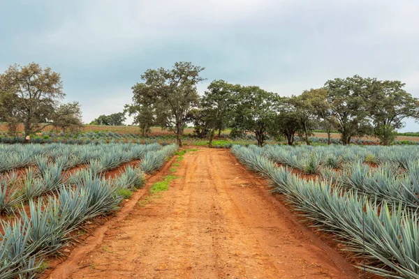 Tájkép Agávé Növények Előállítására Tequila Mexikó — Stock Fotó