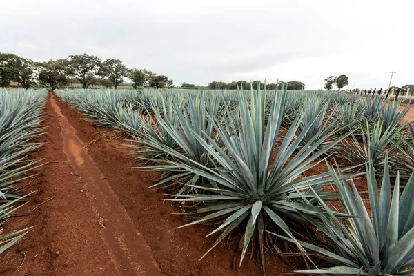 Landscape Agave Plants Produce Tequila Mexico — Stock Photo, Image