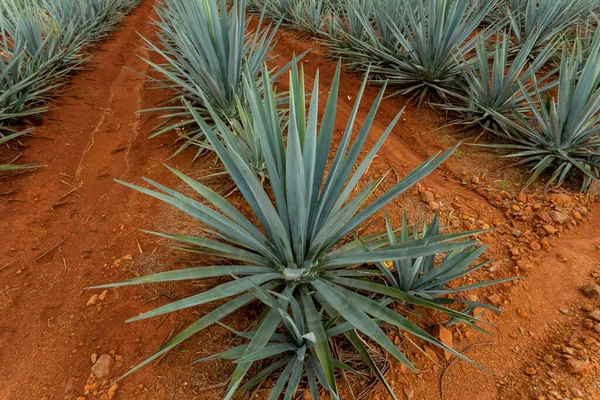 Landschaft Von Agave Pflanzen Zur Herstellung Von Tequila Mexiko — Stockfoto