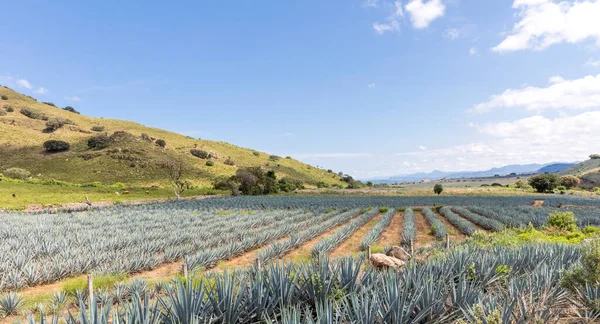 テキーラを生産するアガベ植物の風景 メキシコ — ストック写真