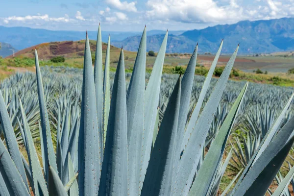 Tájkép Agávé Növények Előállítására Tequila Mexikó — Stock Fotó