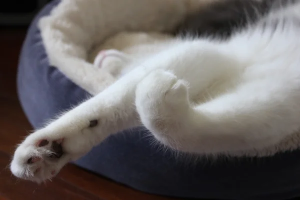 Flauschige Katze schläft im Bett — Stockfoto