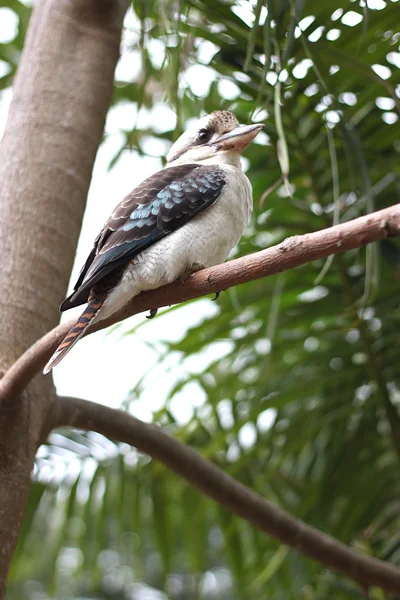 Kookaburra — Fotografia de Stock