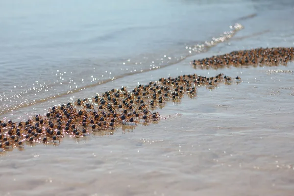 Soldier Crabs — Stock Photo, Image