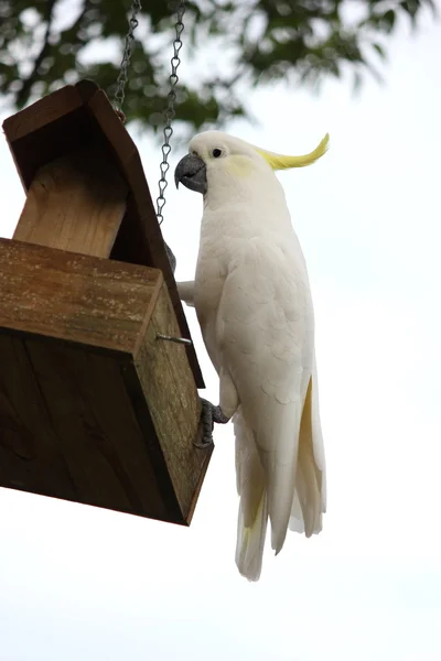 Cacatúa — Foto de Stock