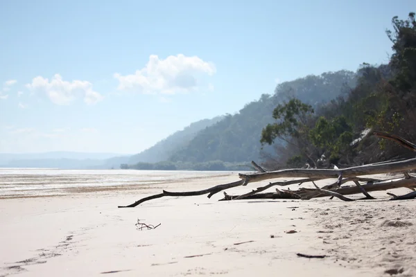 Goma Árvores deitadas na praia — Fotografia de Stock