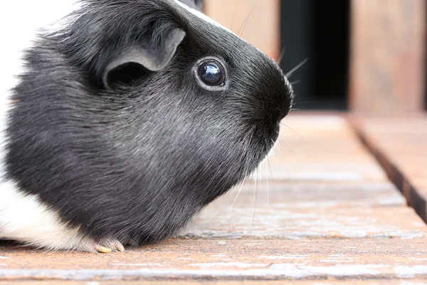 Czarno-biały guineapig. — Zdjęcie stockowe