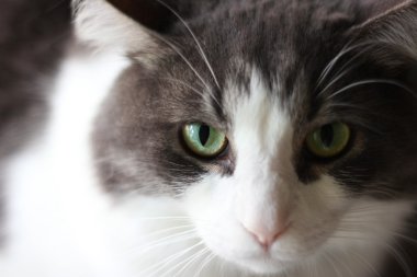 gri ve beyaz kedi
