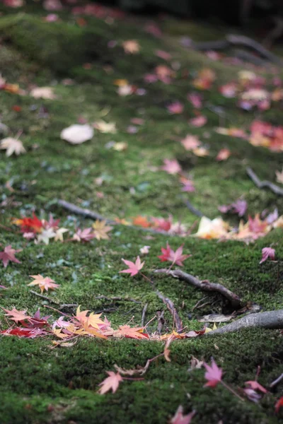 가 일본 단풍나무 나무 잎 — 스톡 사진
