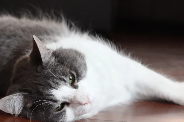 Grijze en witte kat — Stockfoto