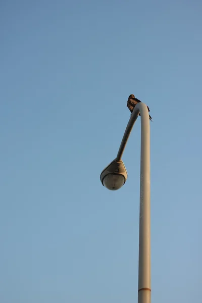 Kite op de Streetlight — Stockfoto