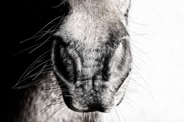 burun, at, yakın çekim, seyrek, minimalist