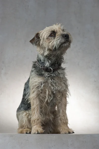 Dog, Border Terrier, sitting, looking up, studio shot, minimalist — Stock Photo, Image