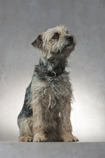 köpek, kenar korkunç, oturmuş, ararken, stüdyo çekim, minimalist