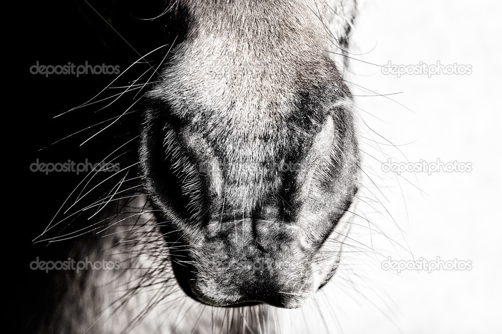 Nose, horse, close-up, sparse, minimalist