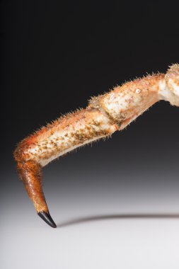 bacak, yakın çekim, maja squinado (Avrupa örümcek yengeci), stüdyo vurdu