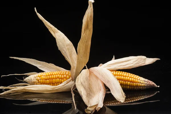 Twin corn of the cobs, still life, studio shot,  black backgroun — Stock Photo, Image