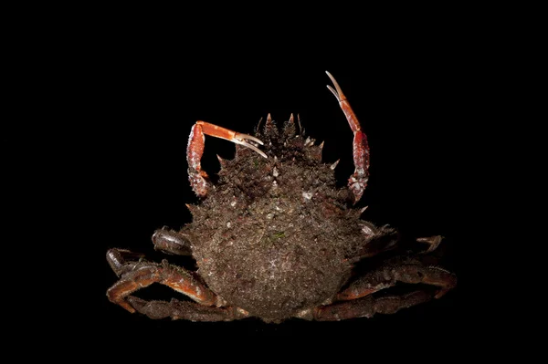 Maja squinado (Europese spider crab), evenwicht, uitrekken, stilleven — Stockfoto