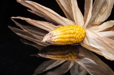 mısır koçanı, sarı, Dekorasyon, Natürmort, zerafet