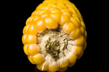 Corn, cob, yellow, ripe, grain, food, wellness, Zea mays clipart