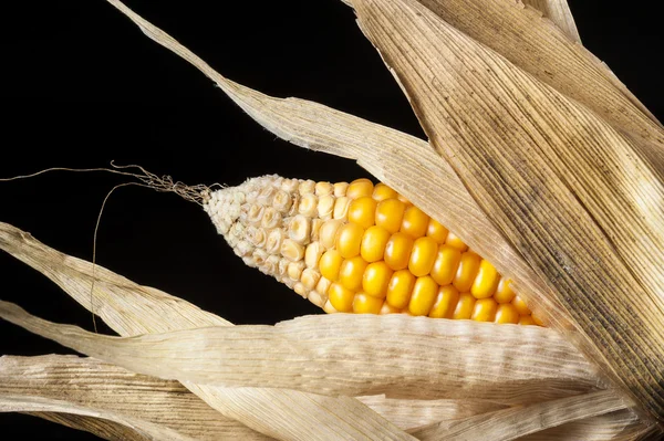 Kukuřice, makro, žluté, zralé, chutný, jídlo, zdravé stravování — Stock fotografie