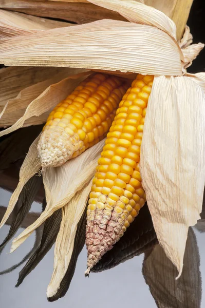 Corn, cob, yellow, decoration, still life, elegance — Stock Photo, Image