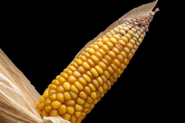 Mısır, makro, sarı, olgun, iştah açıcı, gıda, sağlıklı beslenme