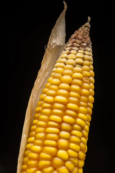 Kukorica, a makró, a sárga, érett, étvágygerjesztő, élelmiszerek, egészséges táplálkozás — Stock Fotó
