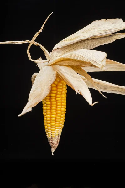 Corn, cob, yellow, decoration, still life, elegance — Stock Photo, Image