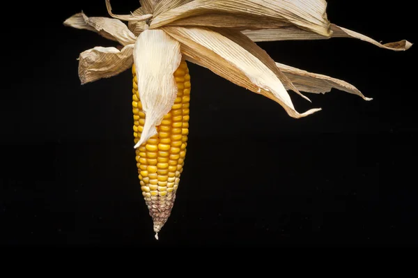 Milho, espiga, amarelo, decoração, natureza morta, elegância — Fotografia de Stock