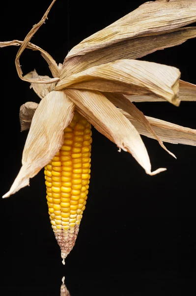 Maíz, mazorca, amarillo, decoración, bodegón, elegancia — Foto de Stock