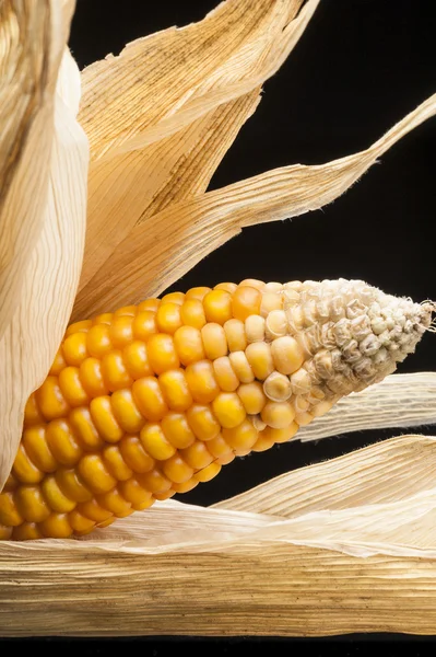 Majs, makro, gul, mogen, aptitretande, mat, hälsosam mat — Stockfoto