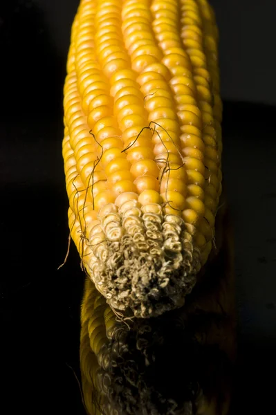 Corn, cob, yellow, ripe, grain, food, wellness, Zea mays — Stock Photo, Image