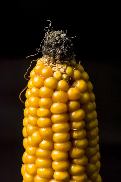 Kukorica, csöves, sárga, érett, gabona, élelmiszer, wellness, zea mays — Stock Fotó