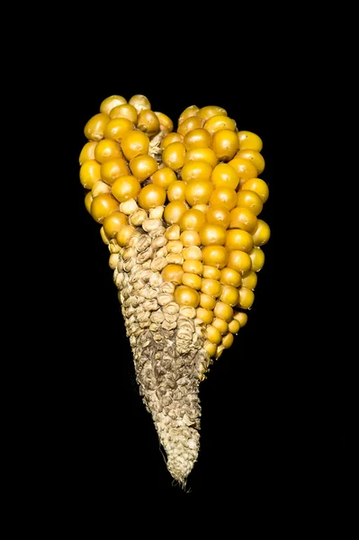 Corn, cob, yellow, jewel, elegance, oddly shape — Stock Photo, Image